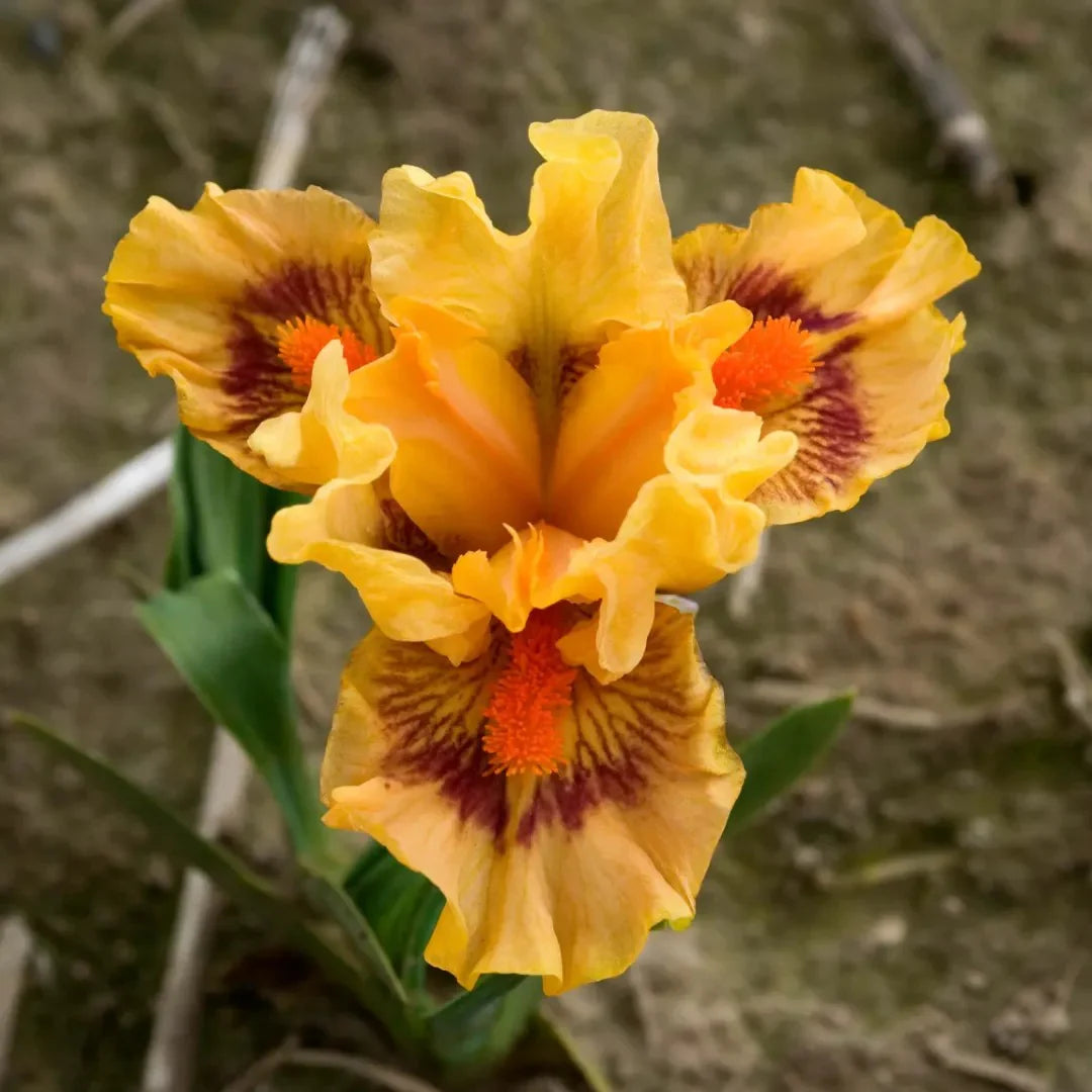 Pure Juice Dwarf Bearded Iris Seeds